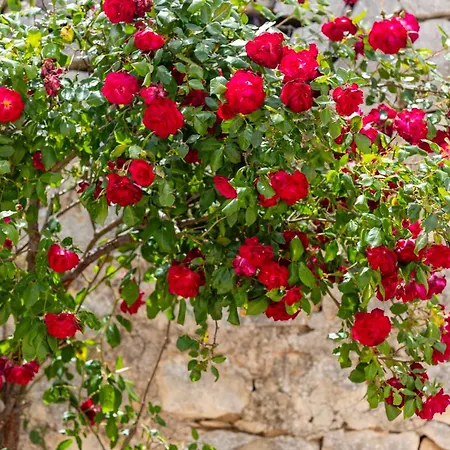 Mediterranee מודיקה